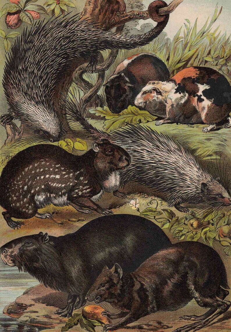 c. 1880 PORCUPINE AGOUTI PIG lithograph original antique print wild life mammal zoology print animal habitat guinea agouti capybara image 3