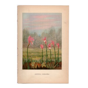 c. 1930 ARETHUSA PINK ORCHID lithograph • original vintage print • flower print • dragon's mouth • botany • botanical print • wild orchids