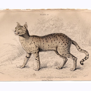 c. 1840 SERVALINE CAT engraving • original antique print • wild cat print • safari animal print - native of india