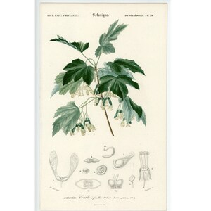 c. 1849 MAPLE TREE FLOWER engraving - original antique botanical print - plant print by D&#39;Orbigny - hand colored engraving