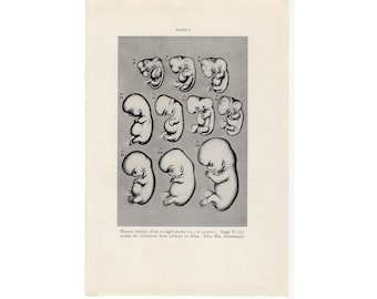c. 1934 HUMAN EMBRYO lithograph •  original vintage print • medical illustration • 6 to 8 weeks - mother&#39;s day gift - baby print - fetus