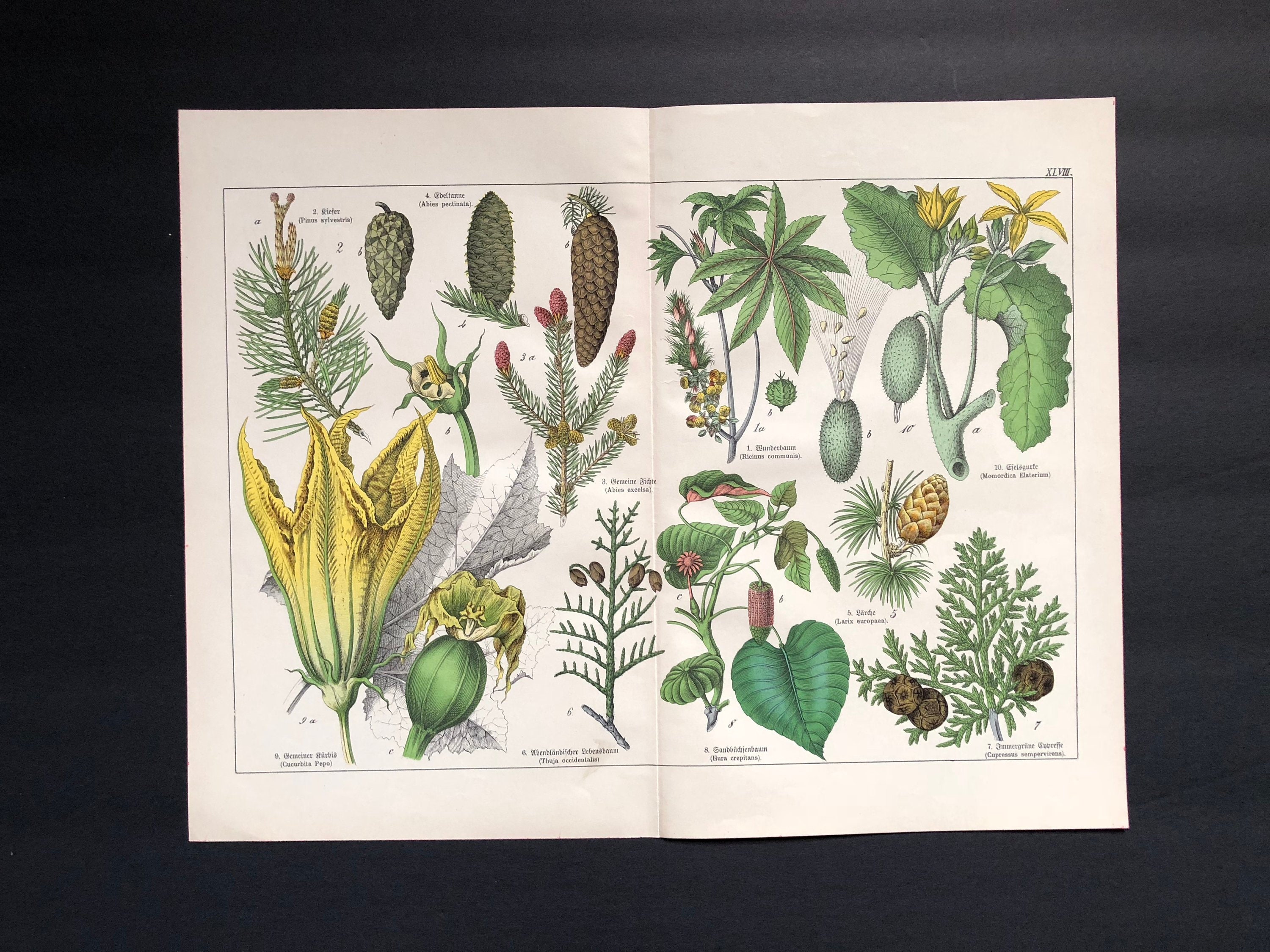 1880年頃 アンティーク植物画 リトグラフ - オリジナルのアンティーク