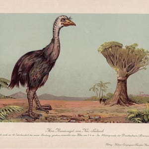 c. 1902 NEW ZELAND MOA Lithographie • original alter Druck - fossile Reptilien - ausgestorbener Tierdruck - prähistorisches Tier • Dinosaurier Druck