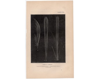 May include: A black and white illustration of three different comet shapes. The caption below the image reads "Forms of Comets. 1. Comet of 1811 (Flammarion's Sketch). 2. Comet of 1770 (H.L. Brown). 3. Comet of 1759."