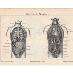 c. 1894 HUMAN ANATOMY lithograph - innards human entrails original antique anatomy print - medical print