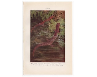 SALAMANDERS lithograph c. 1934 - original vintage print • amphibian print - lizard print - the purple salamander & the red salamander