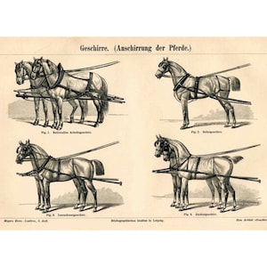 1894 ANTIQUE HORSE LITHOGRAPH harness horses original antique animal print image 1