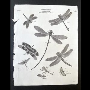 c. 1809 DRAGONFLIES print • original antique print • entomology print • dragonfly print • predatory flying insect engraving • 8.5 x 10.5&quot;
