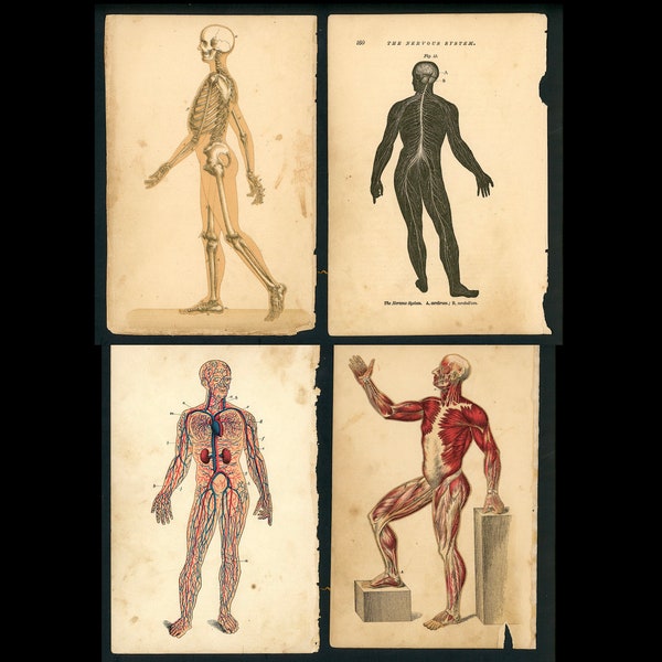 c. 1884 ANTIQUE ANATOMY lithographs - set of 4 original antique prints • medical illustrations - skeletal nervous muscular & circulation