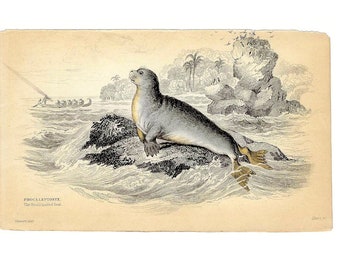 c. 1833 SEAL engraving • original antique print • pinniped print • Jardine marine animal print • small nailed seal