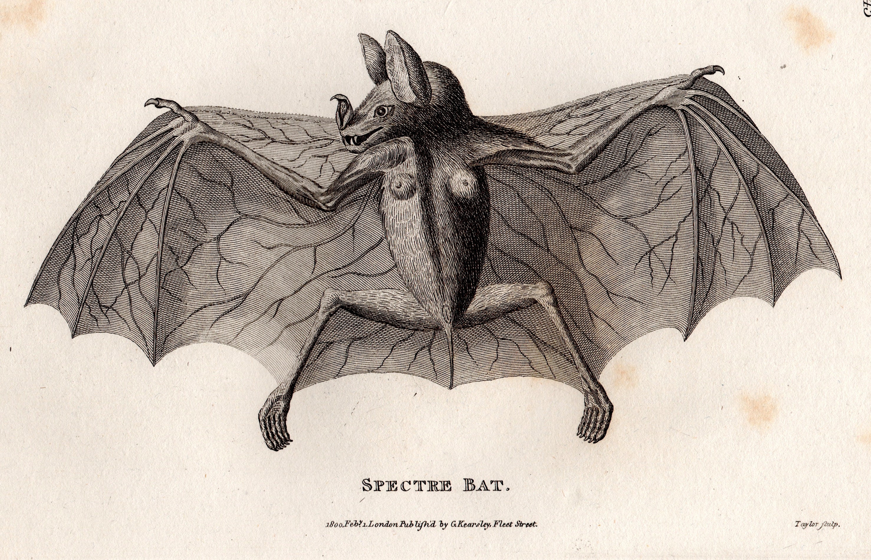 Spectre Bat C. 1800 SPECTRE BAT Engraving • Original Antique Print • Halloween ...
