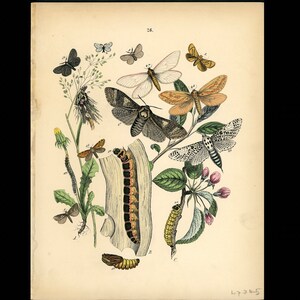 c. 1882 ANTIQUE MOTH lithograph • original antique print • insect print • butterfly print • print of moths •  caterpillar print • botanical