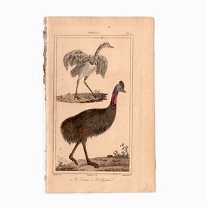 c. 1831 ANTIQUE BIRDS engraving •  original antique print • Buffon bird prints • ornithology prints • avian • hand colored • cassowary