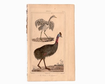 c. OISEAUX ANTIQUES 1831 • gravure ancienne originale • gravures d'oiseaux Buffon • gravures ornithologiques • aviaire • coloriée à la main • casoar