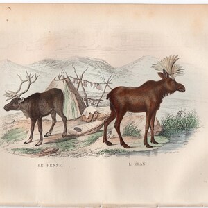 c. 1858 REINDEER & MOOSE engraving • original antique print • deer print • doe print • stag print • forest animals • wild animals