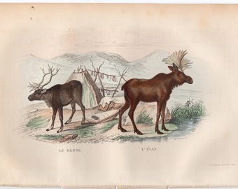 Grabado de reno y alce c. 1858 • impresión antigua original • impresión de ciervo • impresión de cierva • impresión de ciervo • animales del bosque • animales salvajes