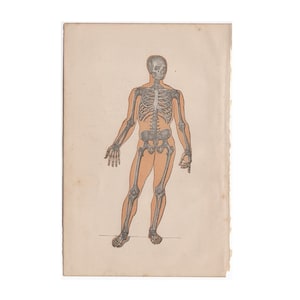 c. 1884 SKELETON lithograph - antique human anatomy print -  bones skull - medical print - medical illustration - skeletal system print