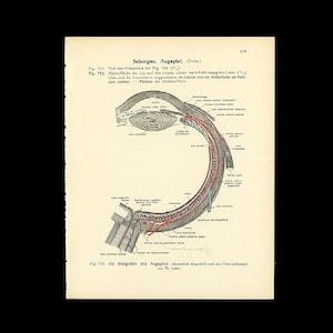 c.1922 EYE ANATOMY lithograph • original antique print • eye print • medical illustration • eyeball • ophthalmology • cornea • cross section
