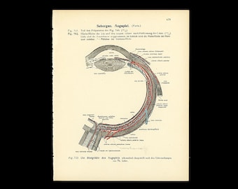 c.1922 EYE ANATOMY lithograph • original antique print • eye print • medical illustration • eyeball • ophthalmology • cornea • cross section