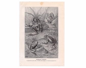 c. 1900 TREE FROG lithograph • original antique print • amphibian print • Brehms print • toad print • anura print • Ranidae print