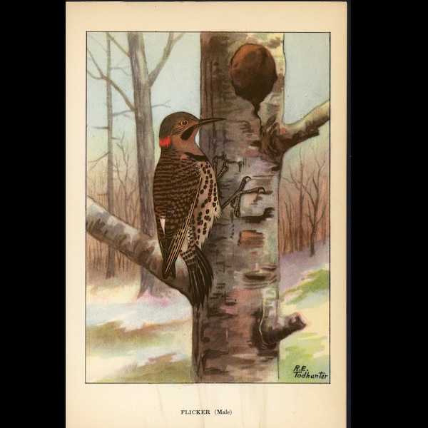 c. 1917 FLICKER WOODPECKER litograph - original grabado antiguo • ornitología • bird print • WOODPECKER print • Northern Flicker