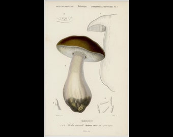 c. 1849 MUSHROOM print • original antique print • botanical print • vegetable print • D’Orbigny print • fungi print • boletes