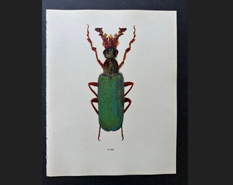 vintage BEETLE PRINT c. 1964 • original vintage print • beetle illustration • insect print • entomology print • green & brown bug print
