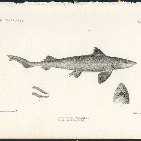 c. 1884 SMOOTH HOUND SHARK lithograph • original antique print • shark attack - sharks print • Mustelus •