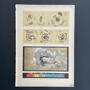 c.1892 SUNSPOTS & SPECTRA lithograph • original antique print • astronomy print • celestial print • the Sun • solar phenomena