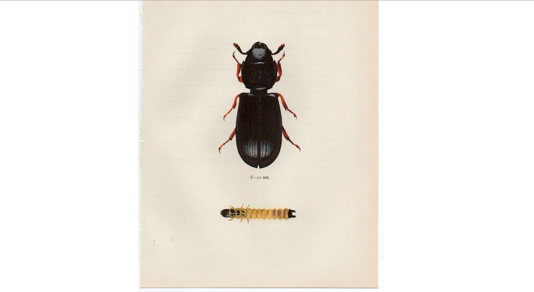 Vintage Print • BEETLE PRINT C. 1964 • Original Vintage Insect Print ...