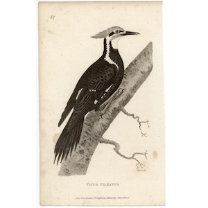 c. 1808 PILEATED WOODPECKER engraving • original antique print • bird print • Picus Pileatus • North American bird • Audubon bird •