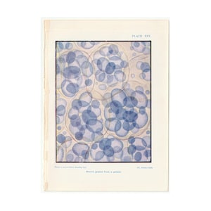 c. 1907 SOTTO IL MICROSCOPIO litografia • stampa antica originale • viste microscopiche • grani di amido da una patata •