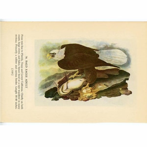 1950 BALD EAGLE BIRD print -  original vintage bird lithograph - with golden eagle on reverse side