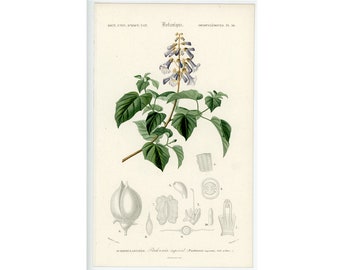 c. 1849 PAULOWNIA FLOWER engraving • original antique print • botanical print • D''Orbigny print • antique hand colored engraving • purple
