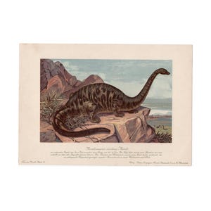 H. 1902 DINOSAURIER Lithographie - Brontosaurus - seltener Original Antiker Druck - Fossile Reptilien - Ausgestorbener Tierdruck - Prähistorisches Tier