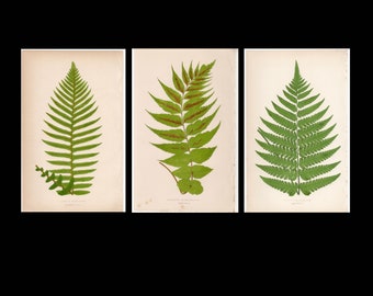 c. 1872 FERN lithographs • set of 3 original antique prints • Lowe botanical print • green ferns print • fern frond print • fern print