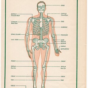 C. 1946 SKELETON Lithograph • Original Vintage Print • Medical ...