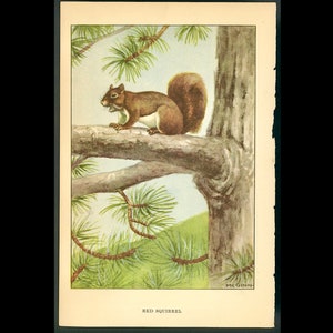 c. 1917 RED SQUIRREL lithograph • original antique print • animal print • wild animals print • family Sciuridae print • Pteromyini rint