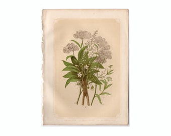 c. 1853 HEMLOCK print • original antique print • botany print • Bicknell botanical • poisonous plant print • medicinal herb • flower print
