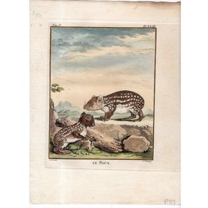 c. 1777 ANTIQUE PACA ENGRAVING - original antique Buffon animal print - spotted cavy print - South American animal