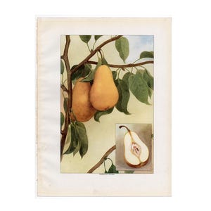 1911 年頃 PEAR ANTIQUE リトグラフ • オリジナル アンティーク プリント • フルーツ & 野菜プリント • フード プリント • キッチン アート - バートレット ペア