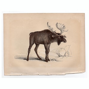 c.1853 ELK MOOSE lithograph • original antique print • animal print from Bicknell • deer print •  wapiti print • Christmas print