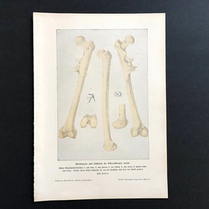 C. 1900 BONES PRINT - Antique Anatomy Print - Human Skeleton Print ...