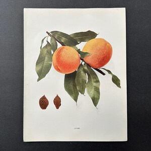 c. 1917 VINTAGE PEACH lithograph - original vintage fruit print - vintage botanical print - kitchen decor - stump peaches