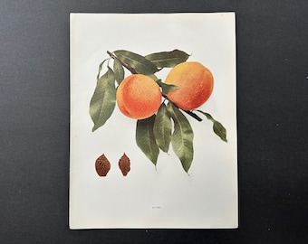 c. 1917 VINTAGE PEACH lithograph - original vintage fruit print - vintage botanical print - kitchen decor - stump peaches