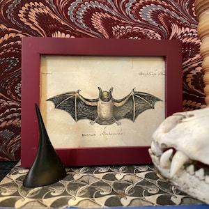 small! c. 1795 FRAMED VAMPIRE BAT engraving • original antique print • Halloween decor bat print • easel backed & ready to display!