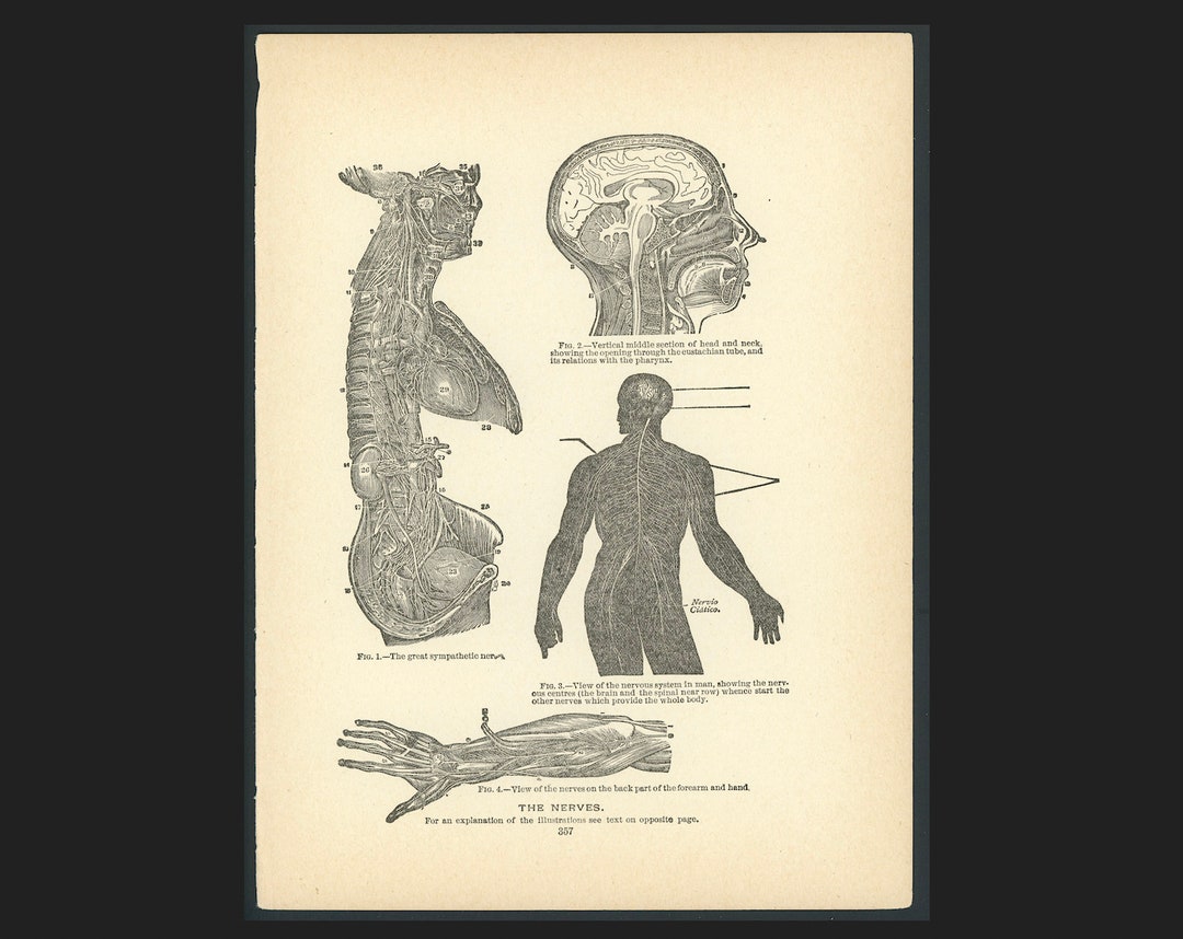 C. 1901 NERVOUS SYSTEM Lithograph • Original Antique Print • Medical ...