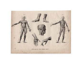 ANATOMÍA HUMANA • MÚSCULOS grabado c. 1850 • grabado antiguo original • ilustración médica • sistema muscular del cuerpo humano