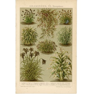 c. 1903 PLANTS & GRASSES print • original antique plant • botanical print • bushes print • landscaping print • garden print