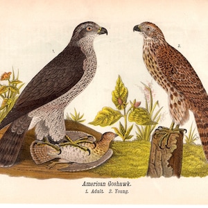 1888 GOSHAWK PRINT - antique bird lithograph - original antique print - ornithology avian birds - antique bird print - bird of prey